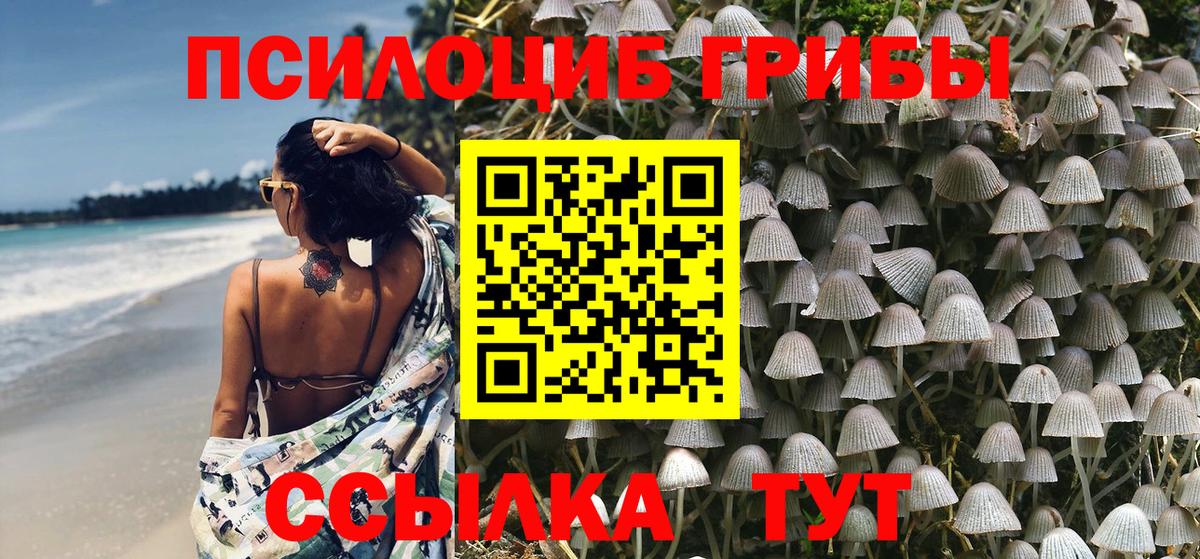 Галлюциногенные грибы Psilocybine cubensis Шебекино